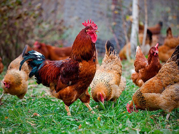 Породы куриц | ЗооТом - продажа, вязка и услуги для животных в Тереке