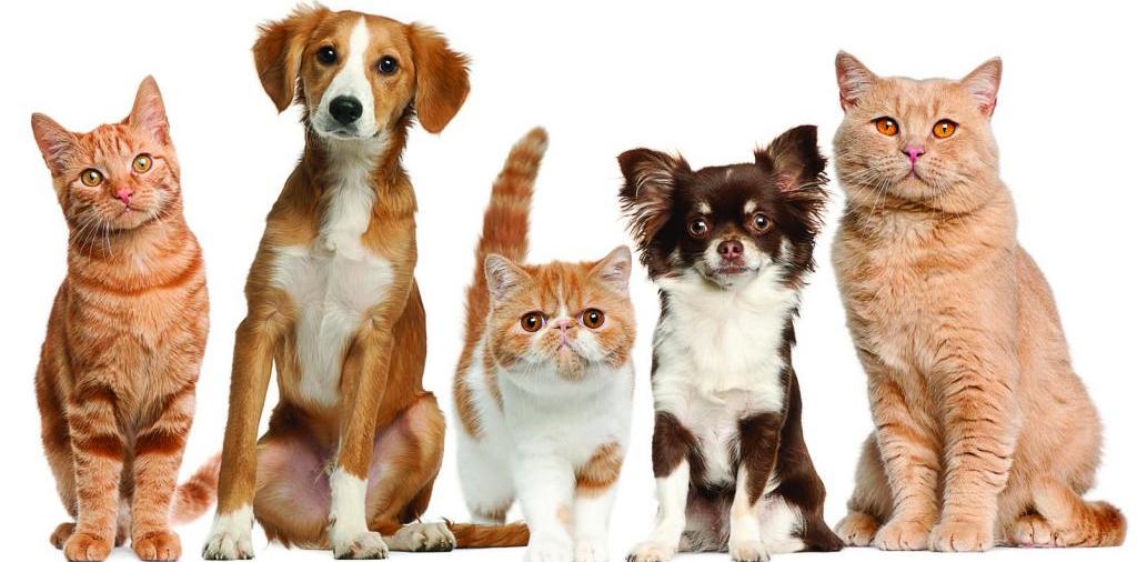 Доска объявлений о животных | ЗооТом - продажа, вязка и услуги для животных в Тереке