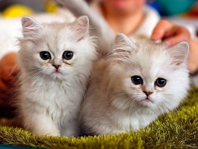 Породы кошек в Тереке | ЗооТом портал о животных