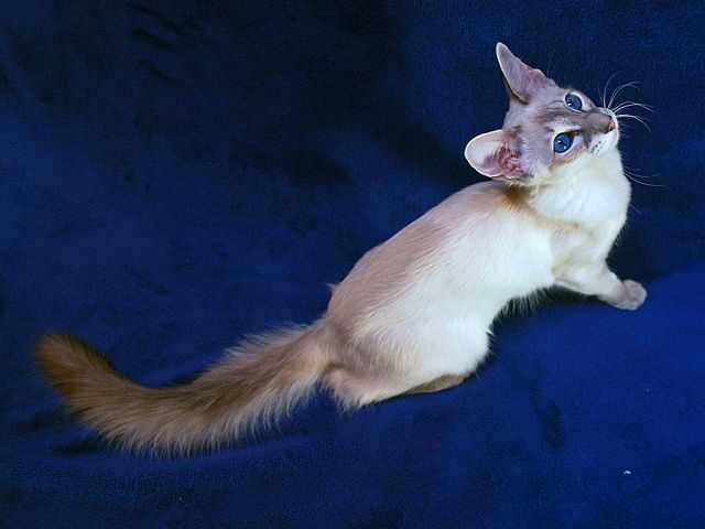 Выведенные породы кошек в Тереке | ЗооТом портал о животных