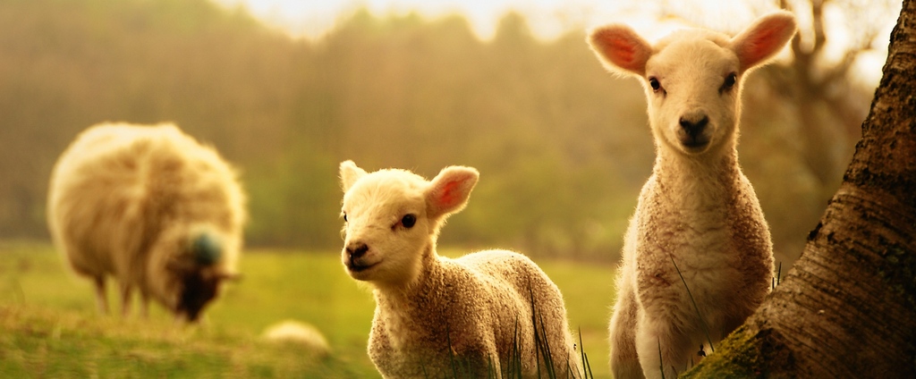 Объявления о сельскохозяйственных животных | ЗооТом - продажа, вязка и услуги для животных в Тереке