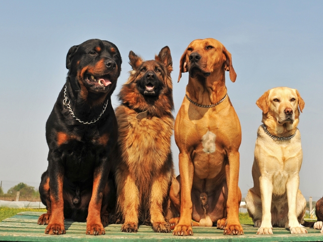 Крупные породы собак в Тереке | ЗооТом портал о животных